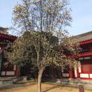 育英小学  薛倩妮